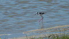 Stelzenläufer - 2016-04-27_D4_DSC6868