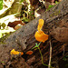 Fungus, Brasso Seco trip afternoon