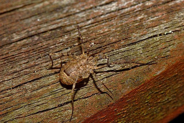 Harvestman IMG_1532