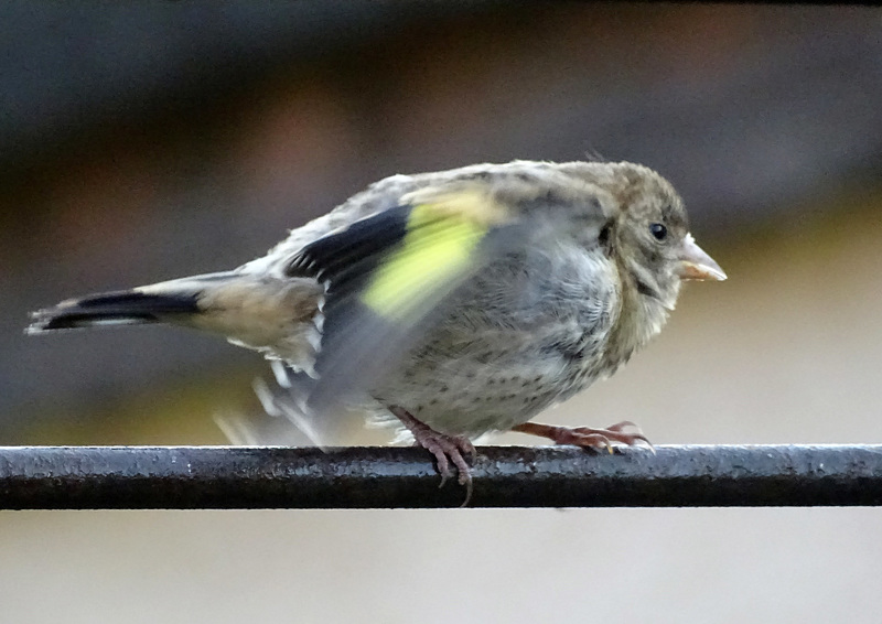Juvenile  godfinch agitation