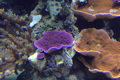 IMG_4214Coral