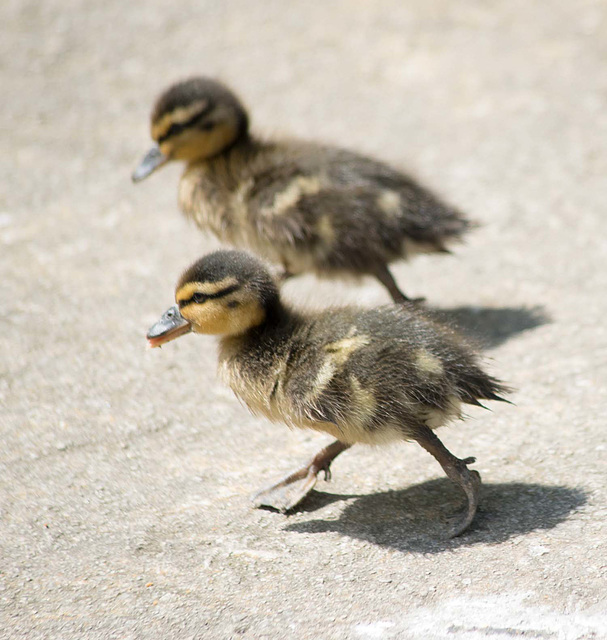 Ducklings