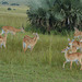 Uganda, Small Herd of Impala at Murchison Falls National Park