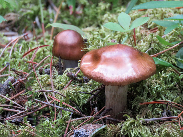 Finding fungi