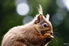 Red Squirrel raiding the bird feeder