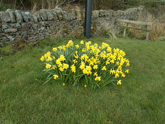 SoS[21] - large clump of daffs