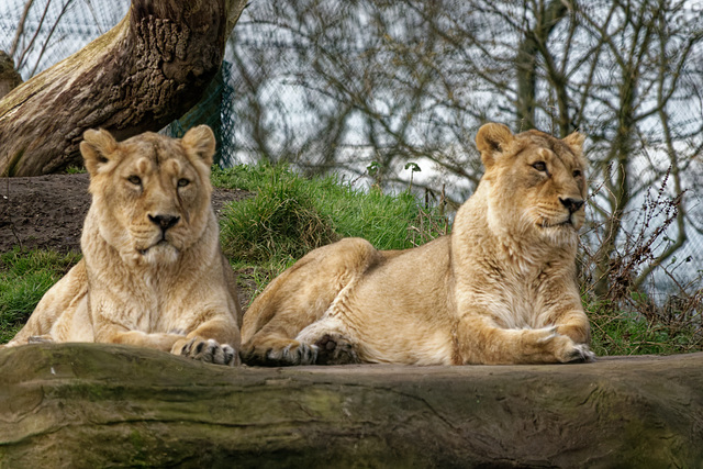 Lionesses