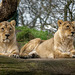 Lionesses