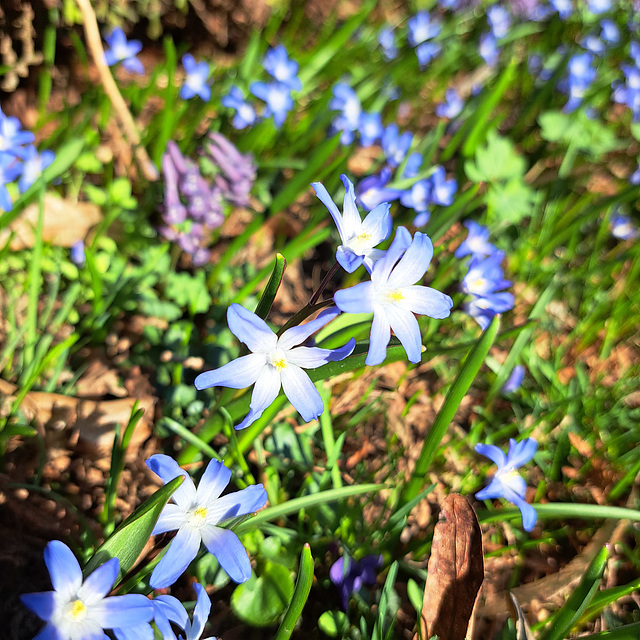 Sternhyazinthe (Chionodoxa); auch Schneeglanz, Schneestolz