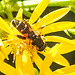 20230716 2084CPw [D~LIP] Jakobs-Greiskraut, Kleine Mistbiene (Syritta pipiens), Bad Salzuflen