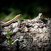 Lézard des murailles, le mâle des photos d'avant et la femelle (Podarcis muralis Laurenti, 1768) Common Wall Lizard