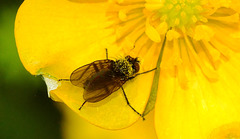 Beasties in Buttercups 1