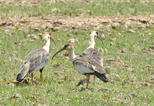 IMG 0237groupofbirds