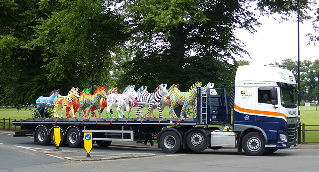 Zany Zebras On Parade_030 - 12 July 2016