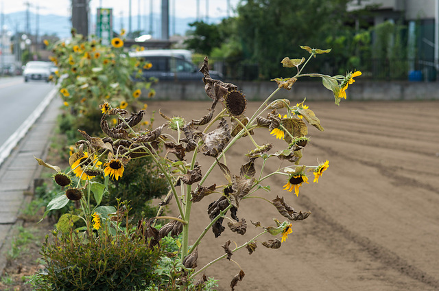 Sunflowers by the roadside