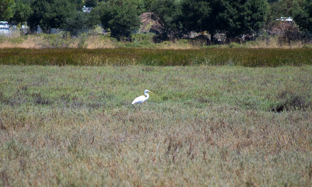 Petaluma wetlands/heron (#0998)