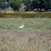 Petaluma wetlands/heron (#0998)