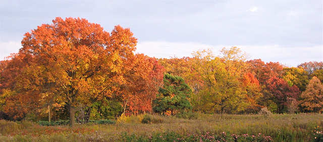 Prairie Ablaze with Color