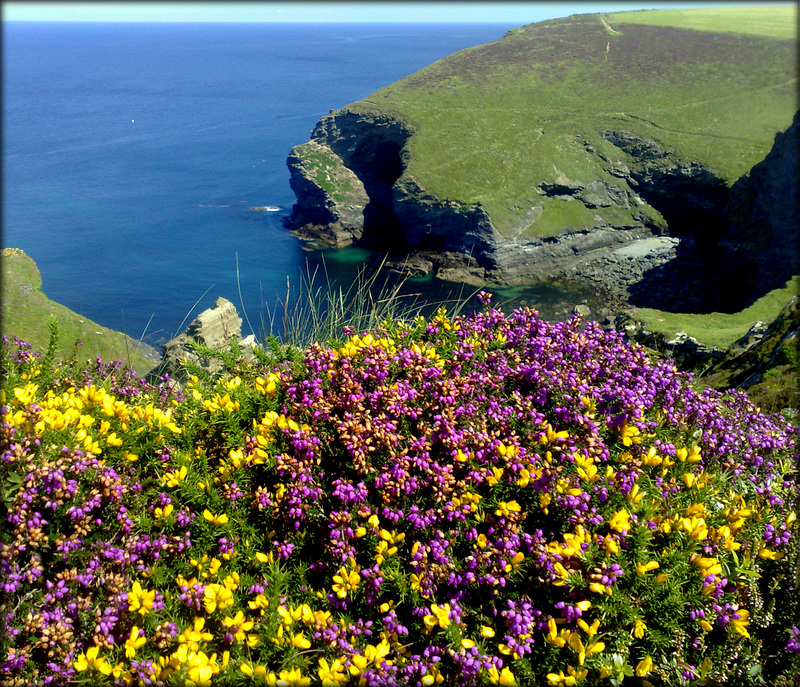 Porthcadjack Cove, Cornwall north coast, heather and gorse