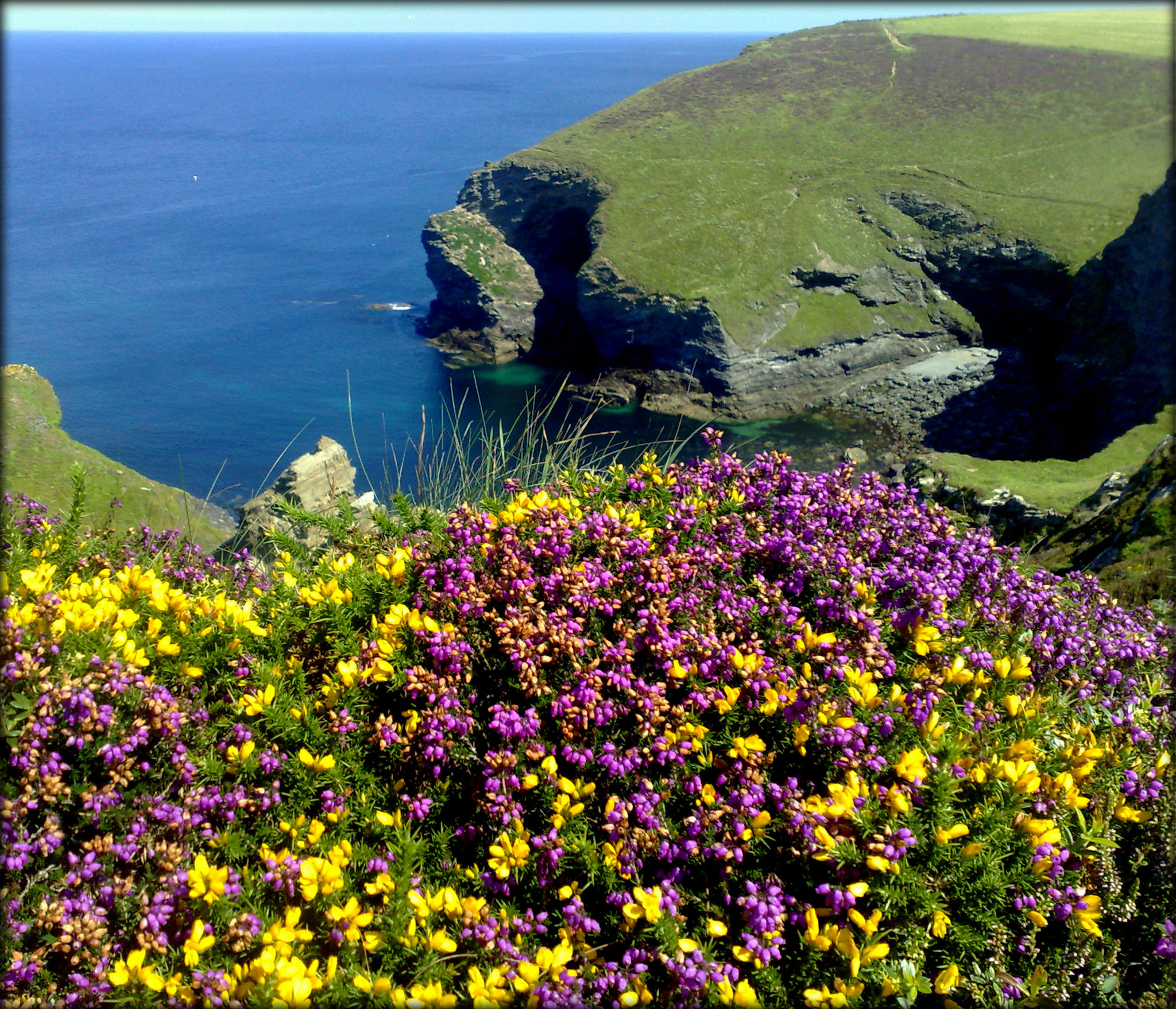 Porthcadjack Cove, Cornwall north coast, heather and gorse