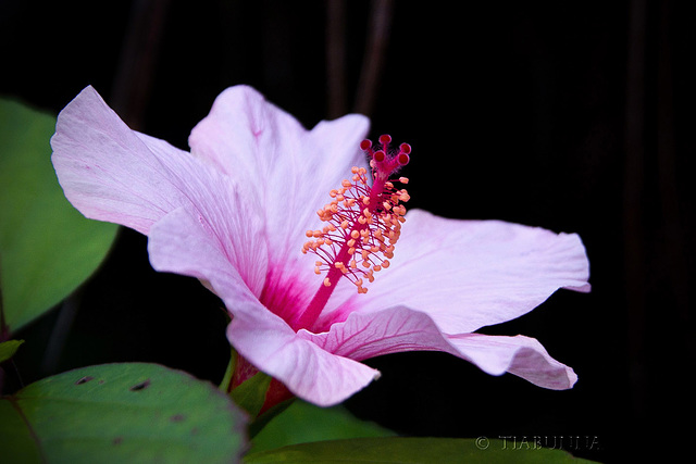 Hibiscus flower