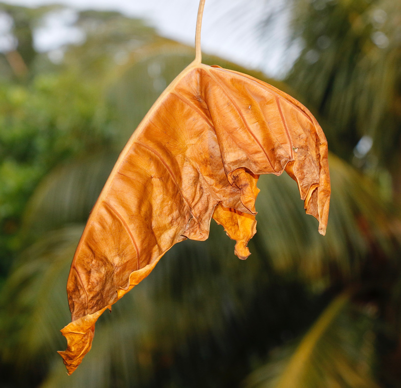 L'agonie d'une feuille de philodendron