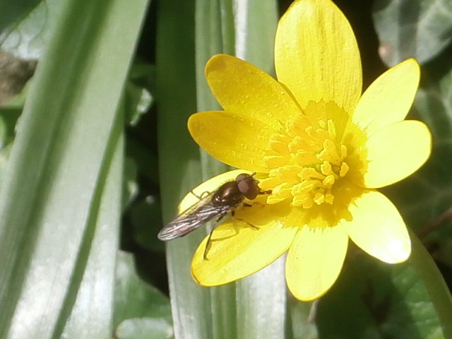 A tiny fly was enjoying the sun on the flower