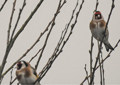 20180403 3340CPw [D~AUR] Stieglitz (Carduelis carduelis), Leybuchtsiel, Greetsiel