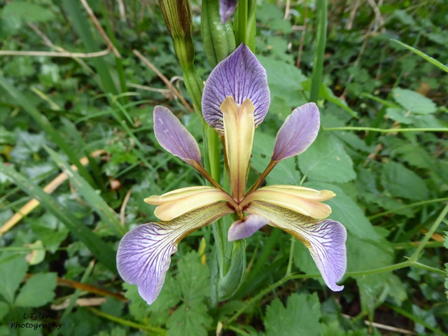 An Iris of some type?