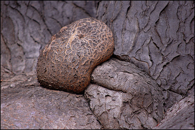 tree detail - Los Angeles County Arboretum