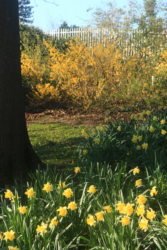 Yellow Spring Flowers