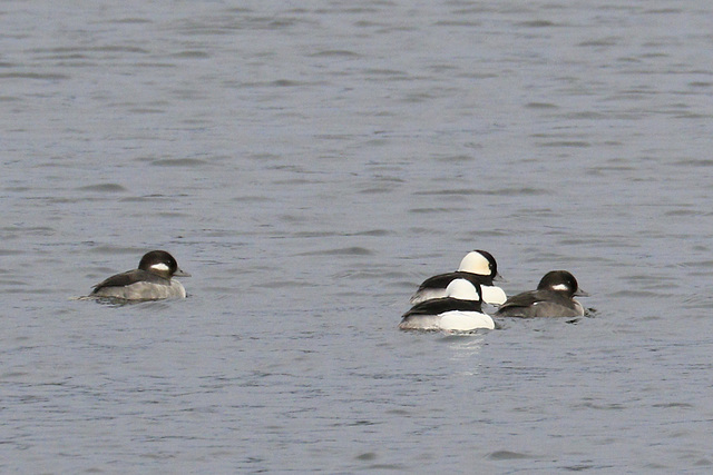 Buffleheads