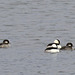 Buffleheads