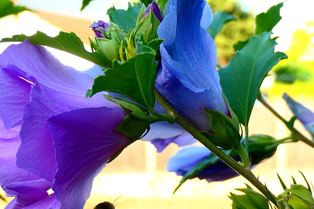 Quelques fleurs de mon jardin...