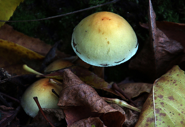 La fragilité des champignons