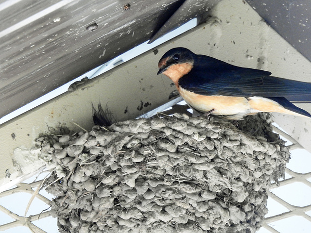 Barn Swallow on nest