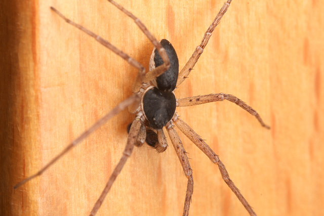 IMG 3262Spider