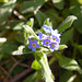 Forget me not.