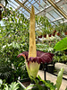 Hortus Botanicus 2022 – Amorphophallus titanum