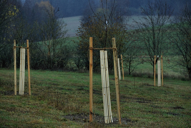Happy Fencelet Friday ;-) Happy Fencelet Friday ;-)