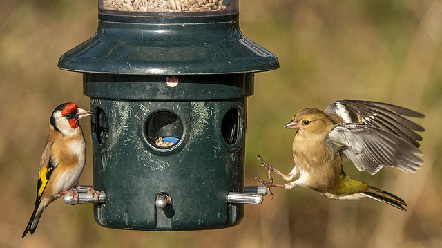 Goldfinch with a chaffinch arriving