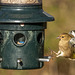 Goldfinch with a chaffinch arriving