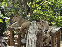 Lionnes au zoo de la Plaine (42)************
