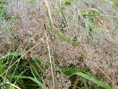 A Confusion of Crystal