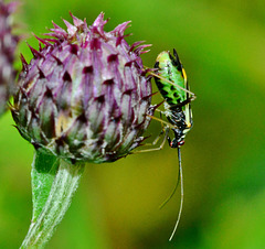 Things on Thistles 5