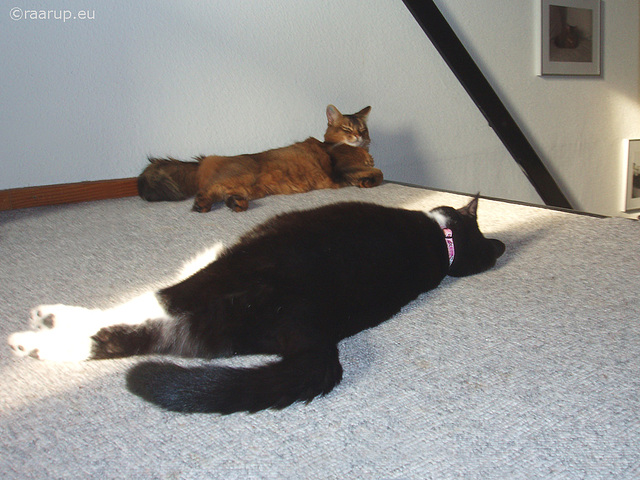 Resting by the stairs