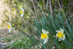 Daffodils