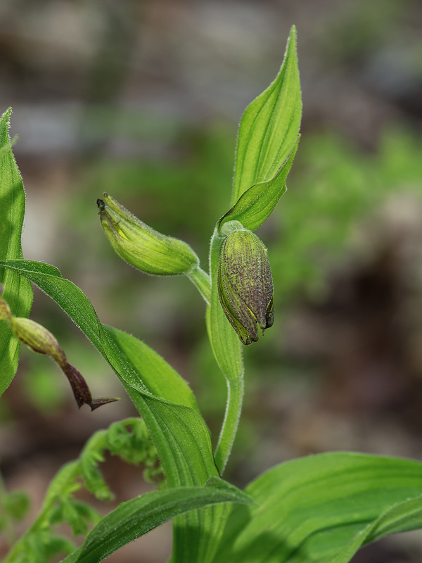 Cypripedium parviflorum var. parviflorum (Small Yellow Lady's-slipper orchid)