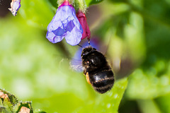 Hairy-footed Flower Bee - DSB 0134
