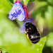 Hairy-footed Flower Bee - DSB 0134